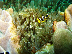 On Sodwana Bay, 2 Mile reef at Caves and Overhangs. Taken... by Werner Van Der Berg 